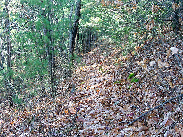 Grassy Gap Trail junction with Wolf Ridge Trail