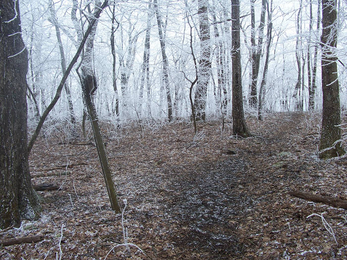 Licklog Ridge Trail junction with Hemp Top Trail