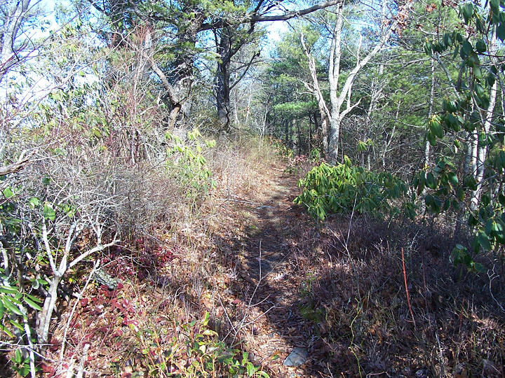 Licklog Ridge Trail